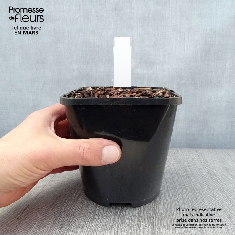 Spécimen de Hosta Yellow Polka Dot Bikini Pot de 1,5L/2L tel que livré au printemps