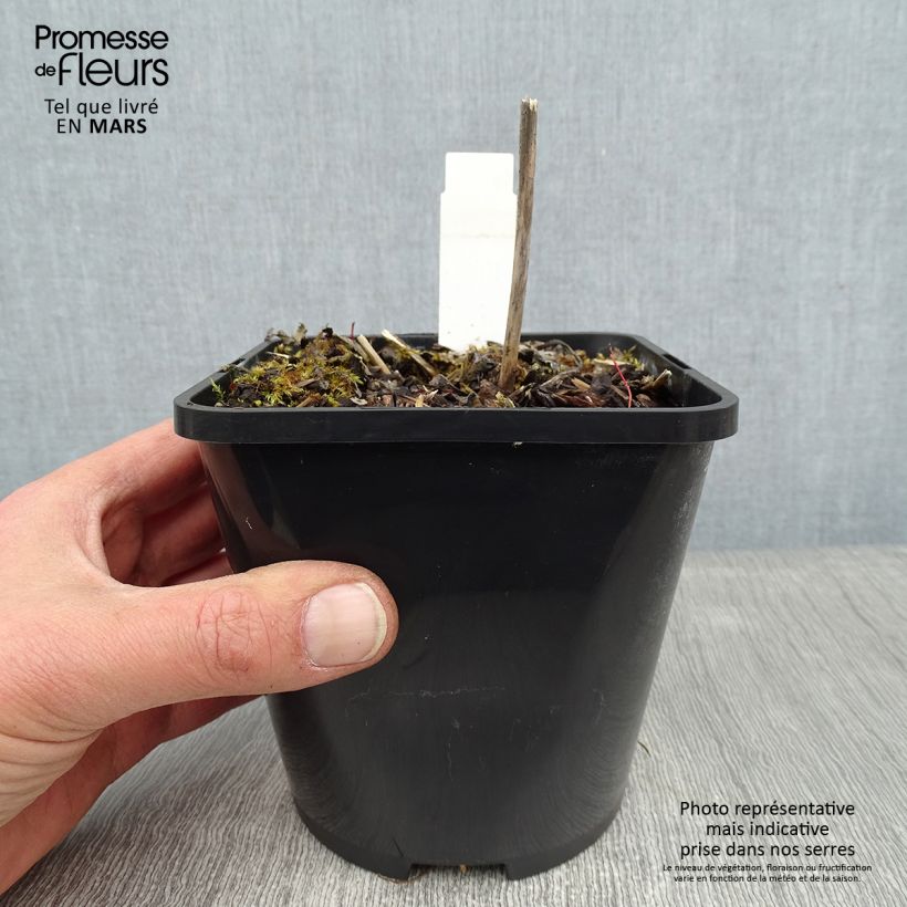 Spécimen de Hosta Yellow Polka Dot Bikini Pot de 1,5L/2L tel que livré en hiver