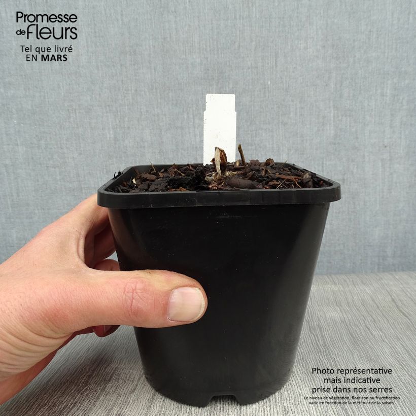 Spécimen de Hosta abiqua Drinking Gourd Pot de 1,5L/2L tel que livré en hiver