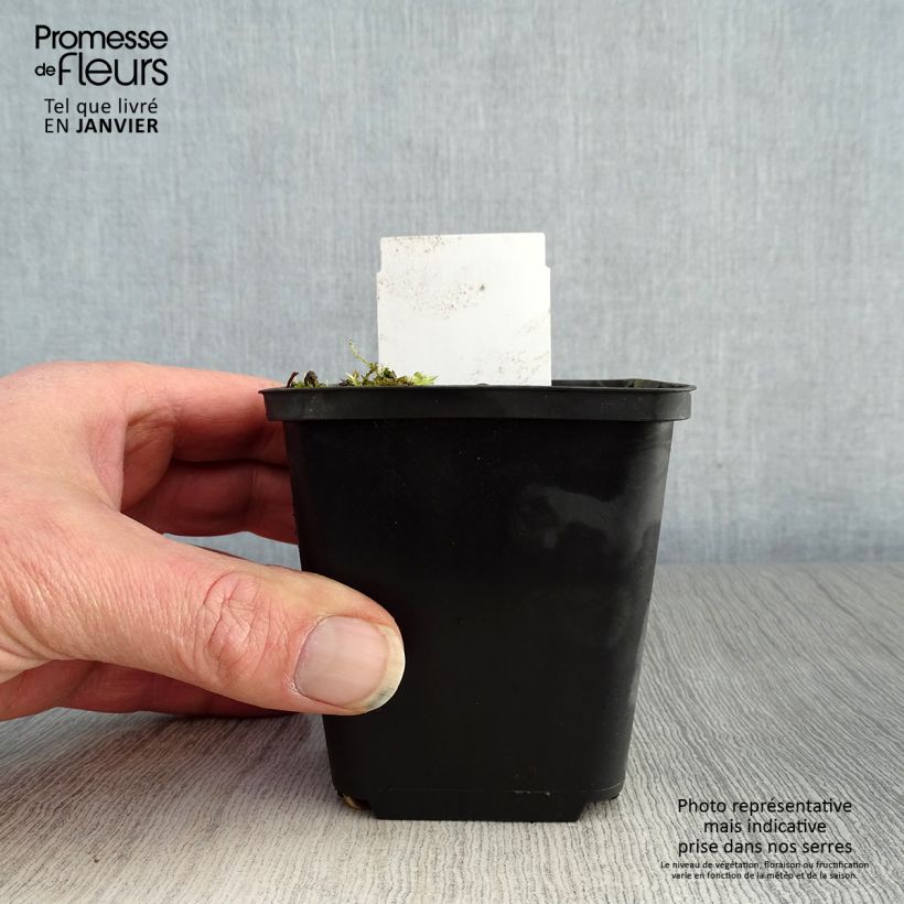 Spécimen de Hosta clausa var. normalis   Godet de 8/9 cm tel que livré en hiver