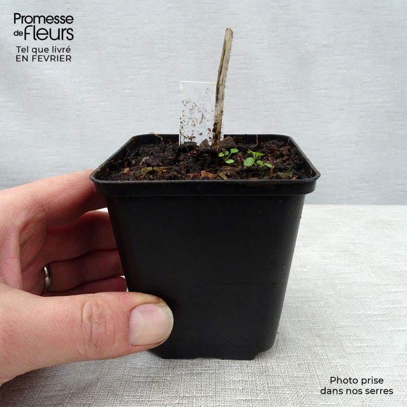 Spécimen de Hosta fire Island Godet de 8/9 cm tel que livré en hiver