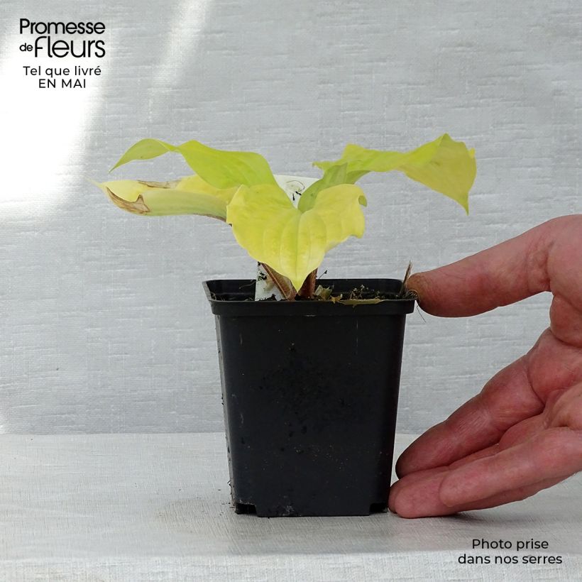 Spécimen de Hosta fire Island Godet de 8/9 cm tel que livré au printemps