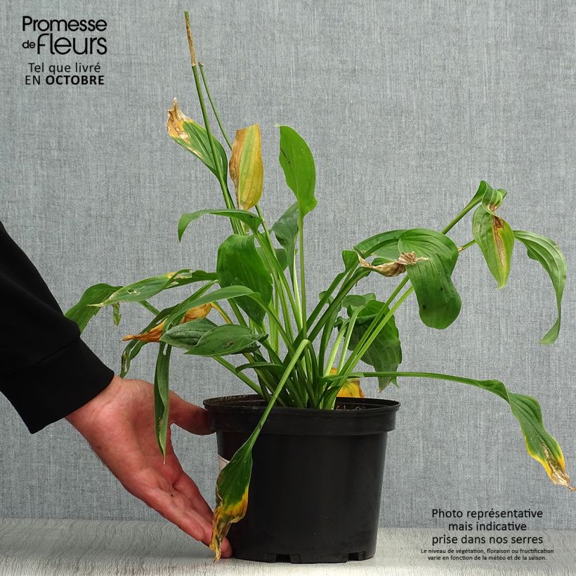 Spécimen de Hosta fortunei Albopicta  Pot de 2L/3L tel que livré en automne