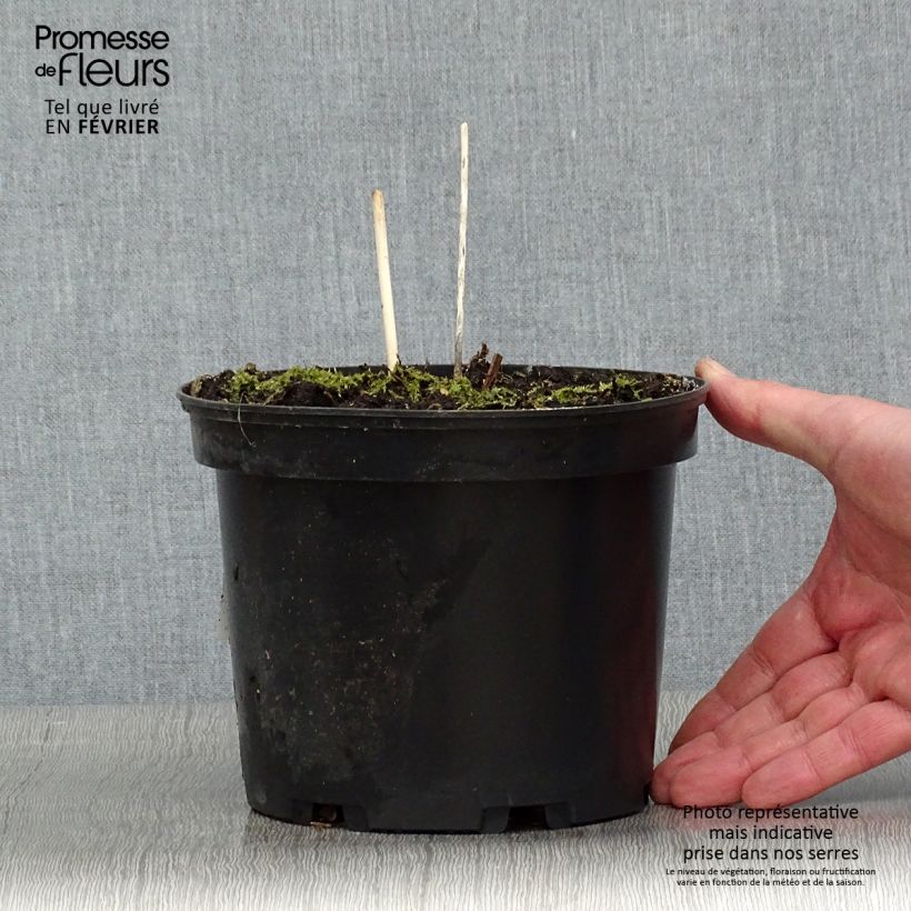 Spécimen de Hosta fortunei Albopicta  Pot de 2L/3L tel que livré en hiver