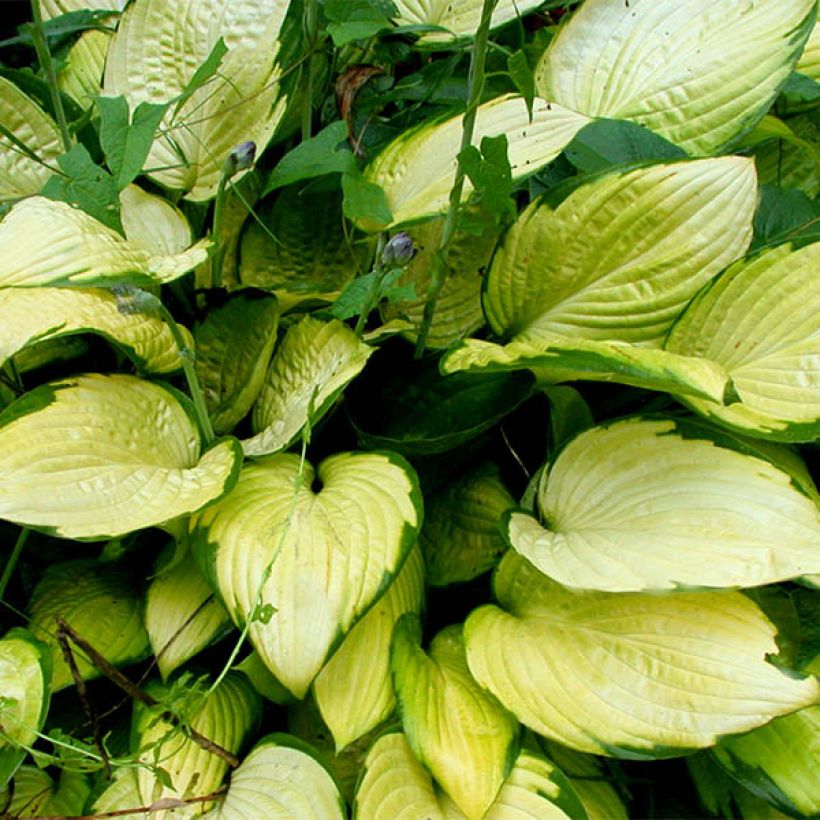 Hosta fortunei Gold Standard (Folhagem)