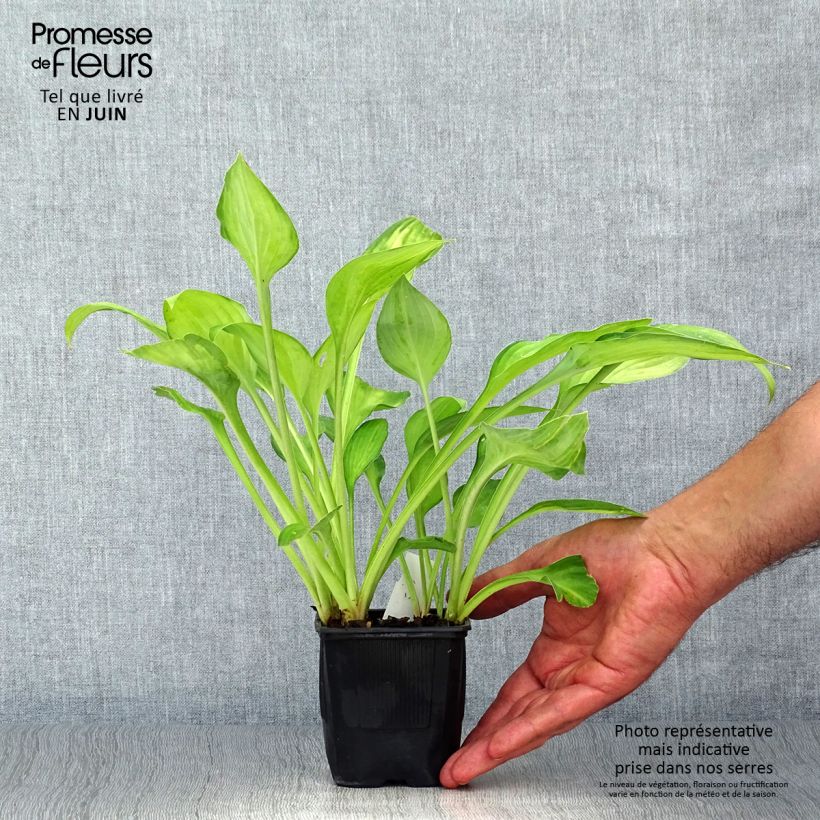 Spécimen de Hosta fortunei Gold Standard Godet de 8/9 cm tel que livré en été