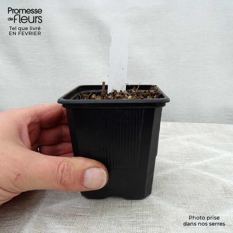 Spécimen de Hosta fortunei Gold Standard Godet de 8/9 cm tel que livré en hiver