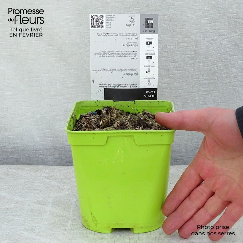 Spécimen de Hosta fortunei Patriot Pot de 2L/3L tel que livré en hiver