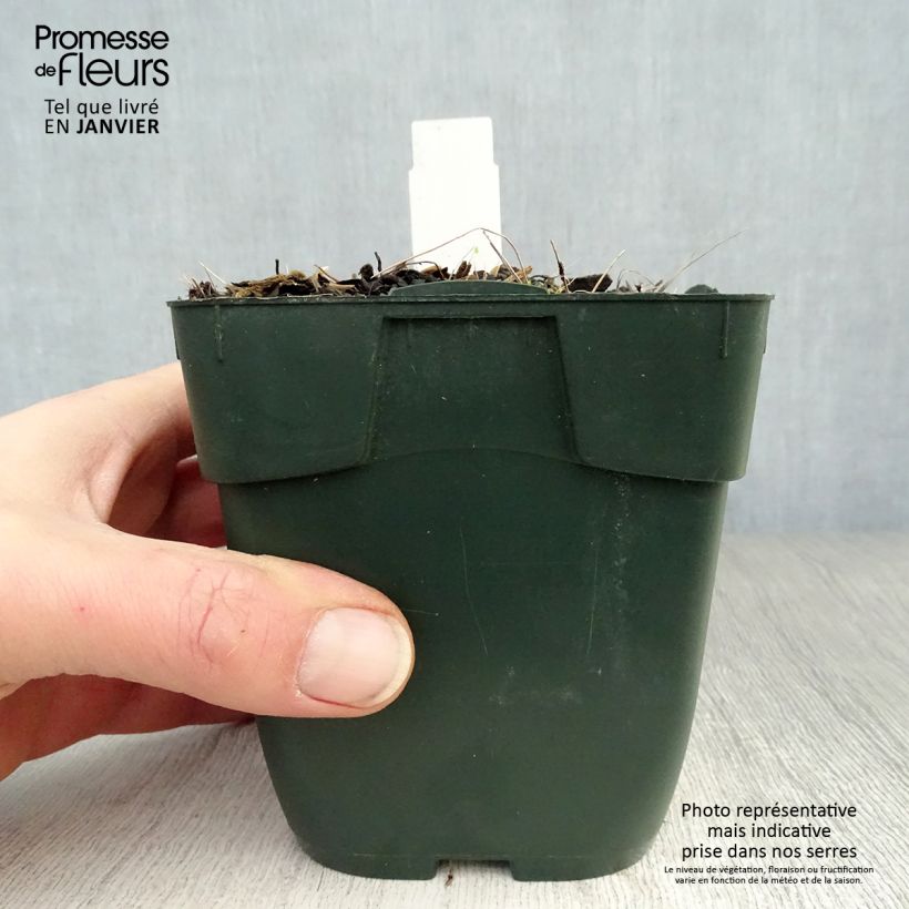 Spécimen de Hosta fortunei Twilight Godet de 8/9 cm tel que livré en hiver