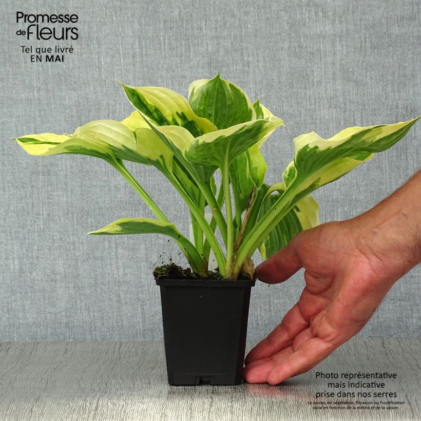 Spécimen de Hosta fortunei Twilight Godet de 8/9 cm tel que livré au printemps