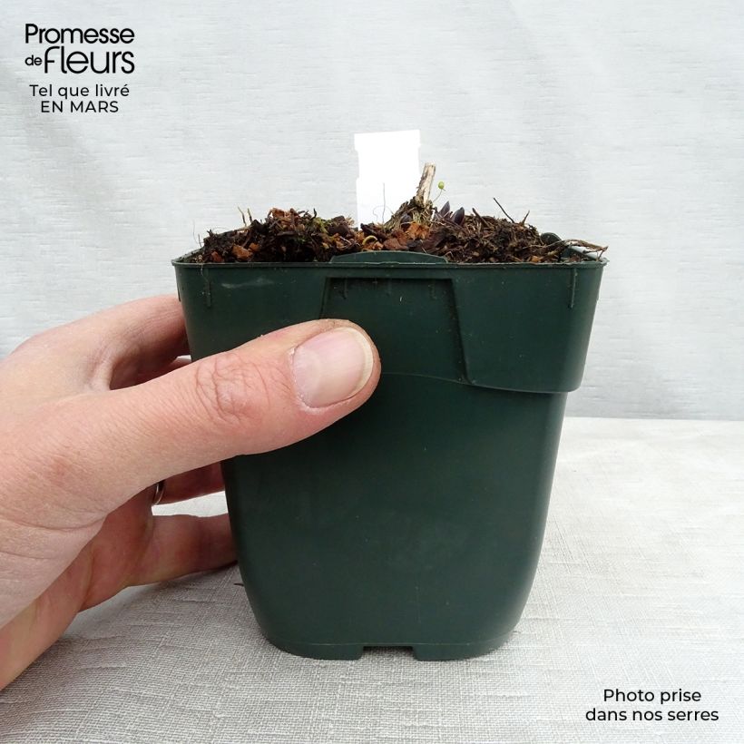 Amostra de Hosta montana Yellow River Vaso de 8/9 cm tal como entregue na primavera