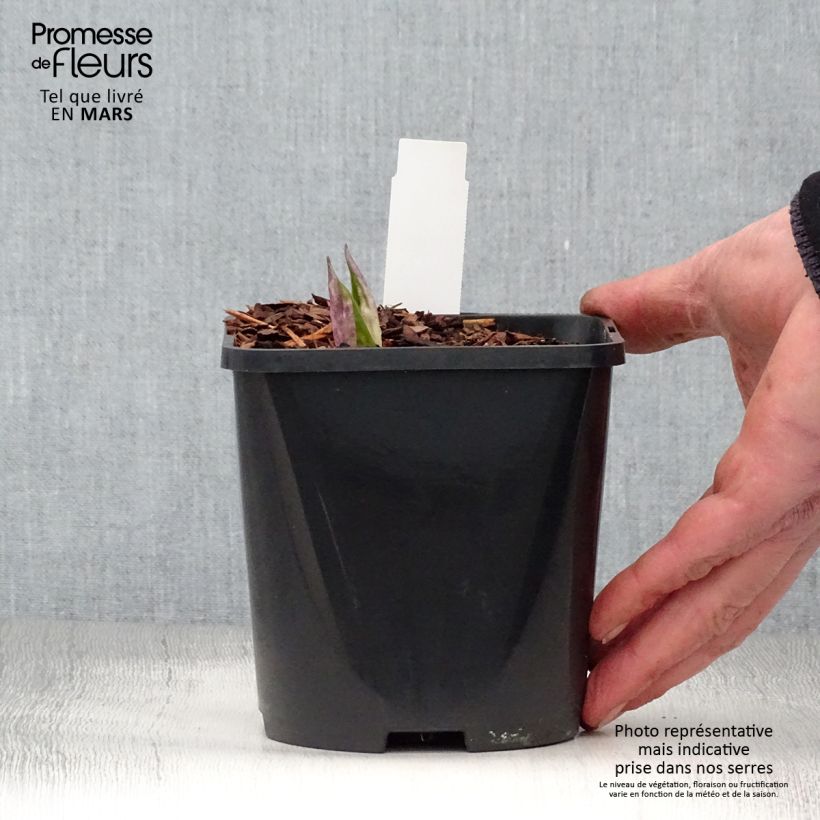 Hosta Fireworks Vaso da 1,5L/2L esemplare consegnato in primavera