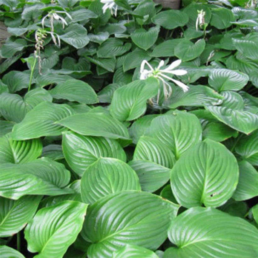 Hosta plantaginea Aphrodite (Feuillage)