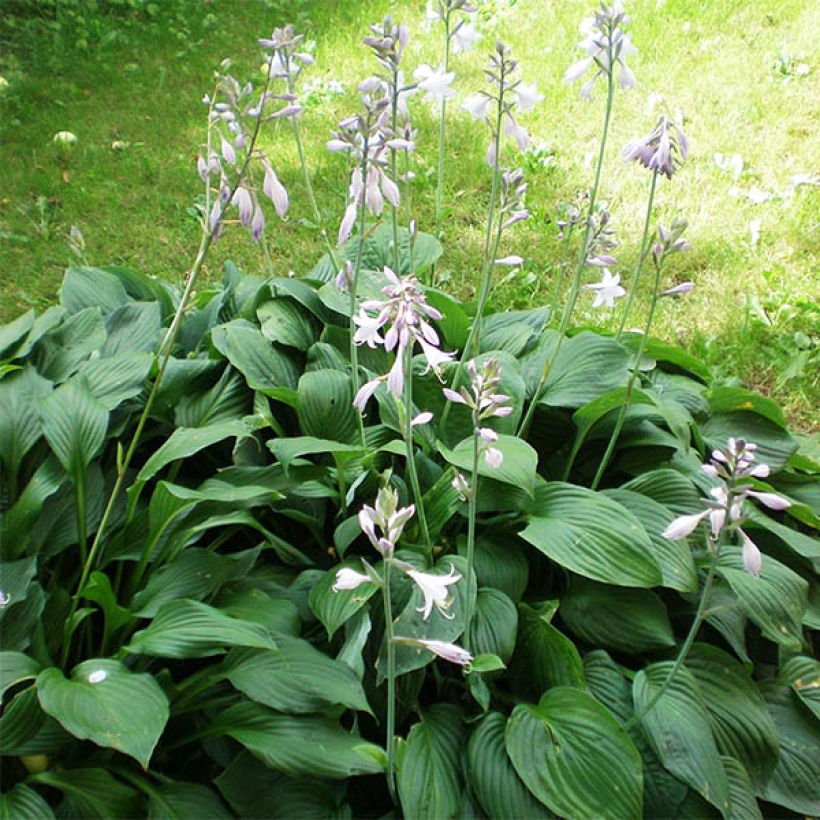 Hosta plantaginea Aphrodite (Port)