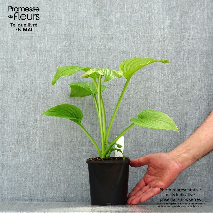 Spécimen de Hosta plantaginea Venus Pot de 1,5L/2L tel que livré au printemps