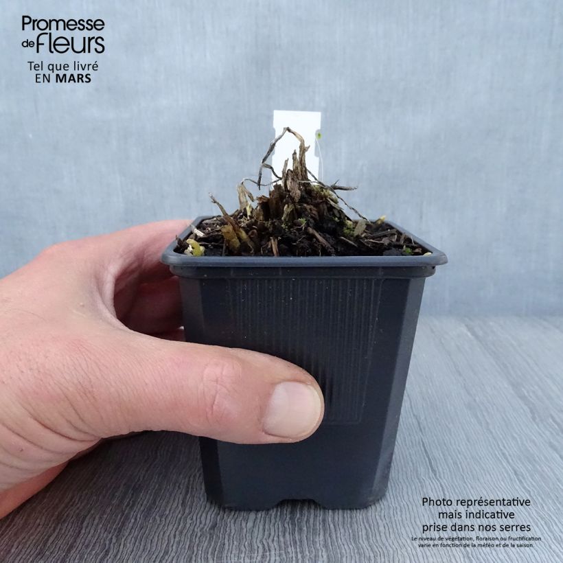 Spécimen de Hosta plantaginea var. japonica Godet de 8/9 cm tel que livré au printemps