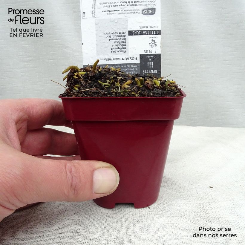 Spécimen de Hosta sieboldiana Frances Williams Godet de 8/9 cm tel que livré en hiver