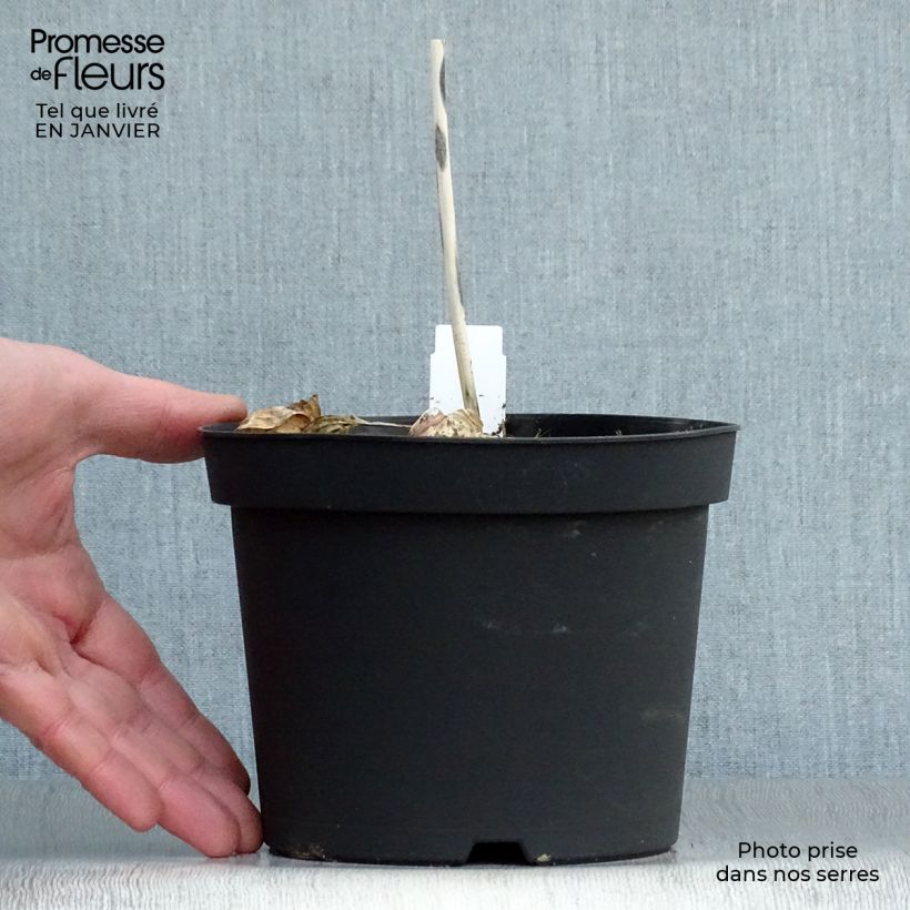 Spécimen de Hosta sieboldiana Frances Williams Pot de 2L/3L tel que livré en hiver