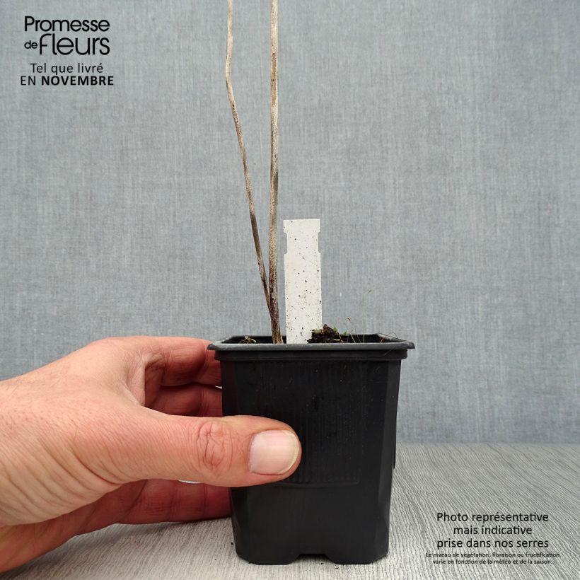 Spécimen de Hosta sieboldiana Godet de 8/9 cm tel que livré en automne