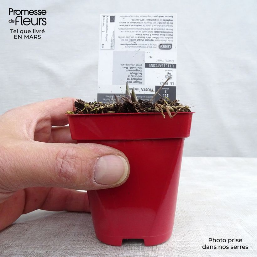 Spécimen de Hosta sieboldiana var. elegans Godet de 8/9 cm tel que livré en hiver