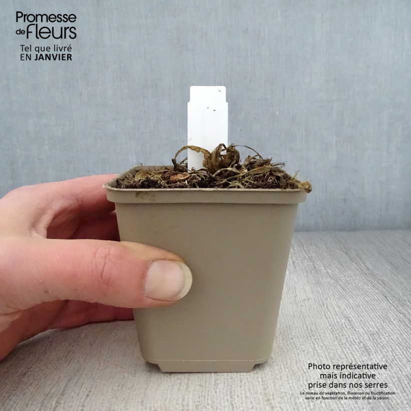 Spécimen de Hosta sieboldii Kabitan  Godet de 8/9 cm tel que livré en hiver