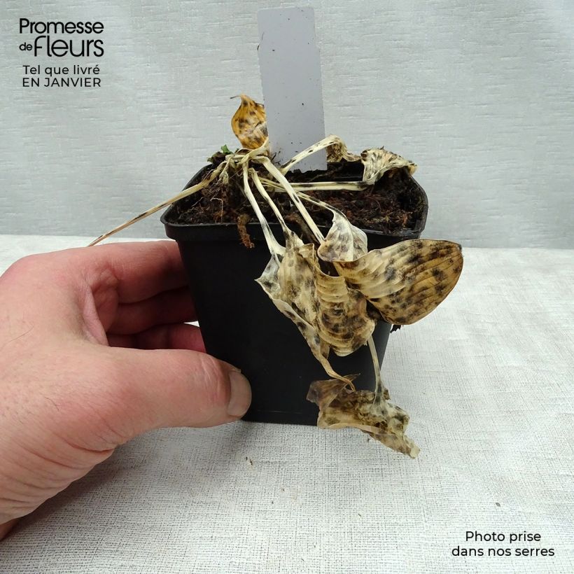 Spécimen de Hosta tardiana El Niño Godet de 8/9 cm tel que livré en hiver