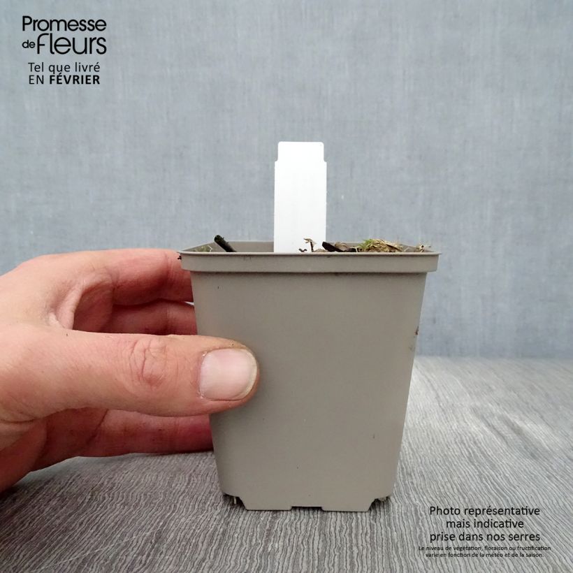 Spécimen de Hosta undulata Erromena Godet de 8/9 cm tel que livré en hiver