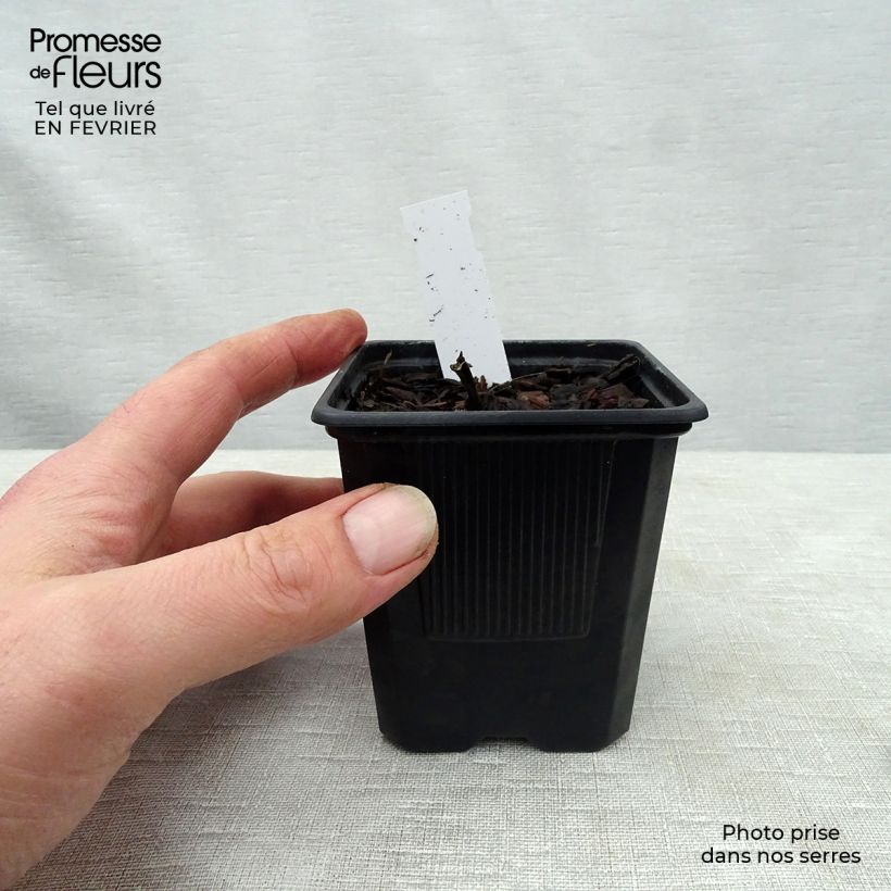 Spécimen de Hosta undulata var albomarginata Godet de 8/9 cm tel que livré en hiver