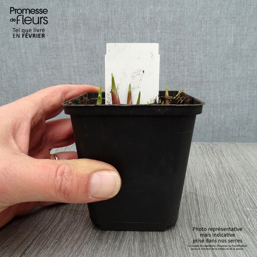 Spécimen de Hosta yellow splash rim Godet de 8/9 cm tel que livré en hiver