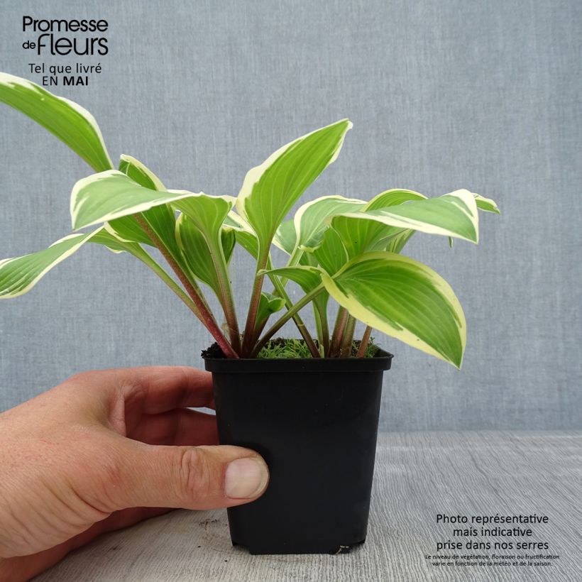 Amostra de Hosta Yellow Splash Rim Vaso de 8/9 cm tal como entregue na primavera