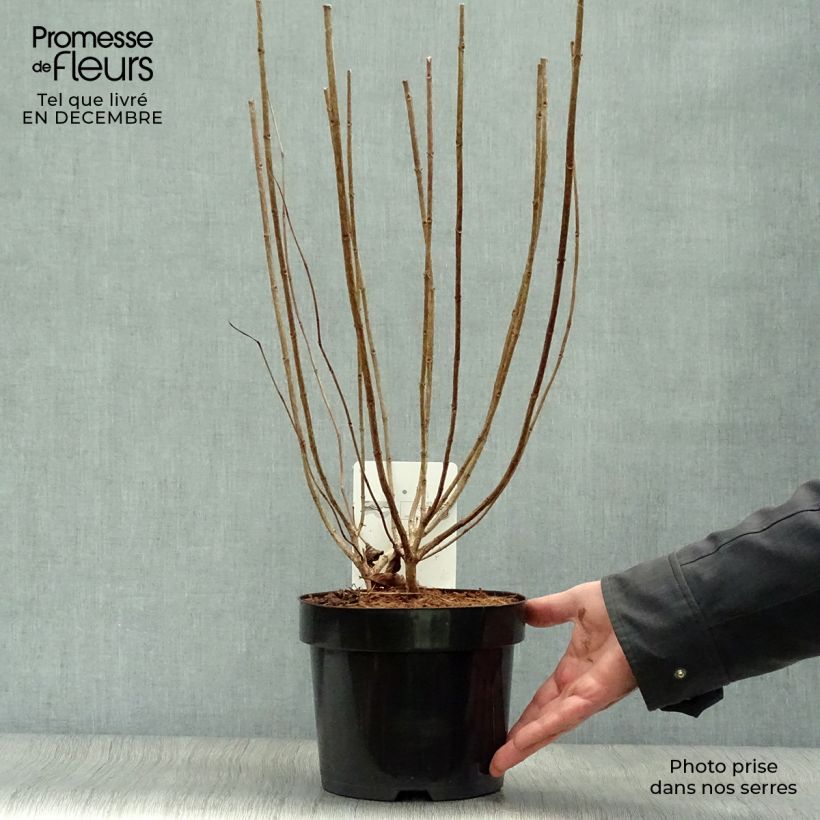 Spécimen de Hydrangea paniculata Limelight - Hortensia paniculé Pot de 3L/4L tel que livré en hiver