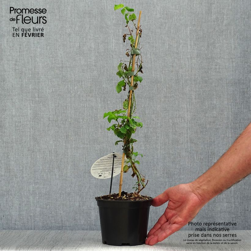 Spécimen de Houblon - Humulus lupulus Prima Donna Pot de 1,5L/2L tel que livré en automne