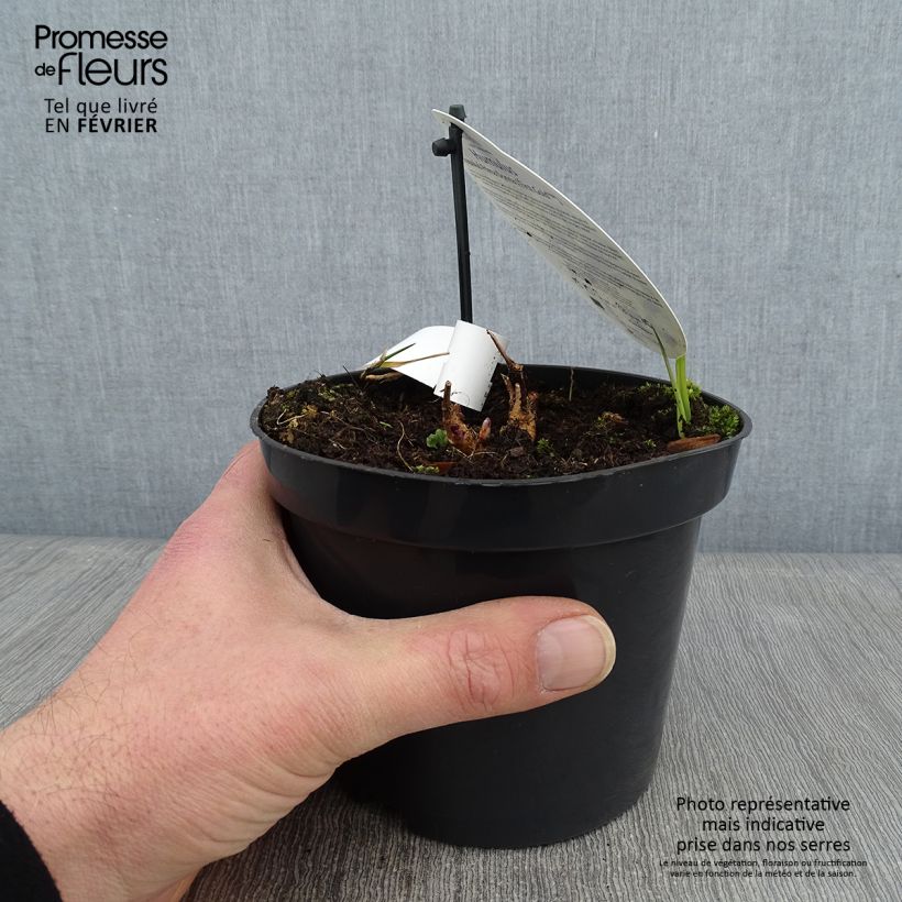 Spécimen de Houblon - Humulus lupulus Prima Donna Pot de 1,5L/2L tel que livré en hiver