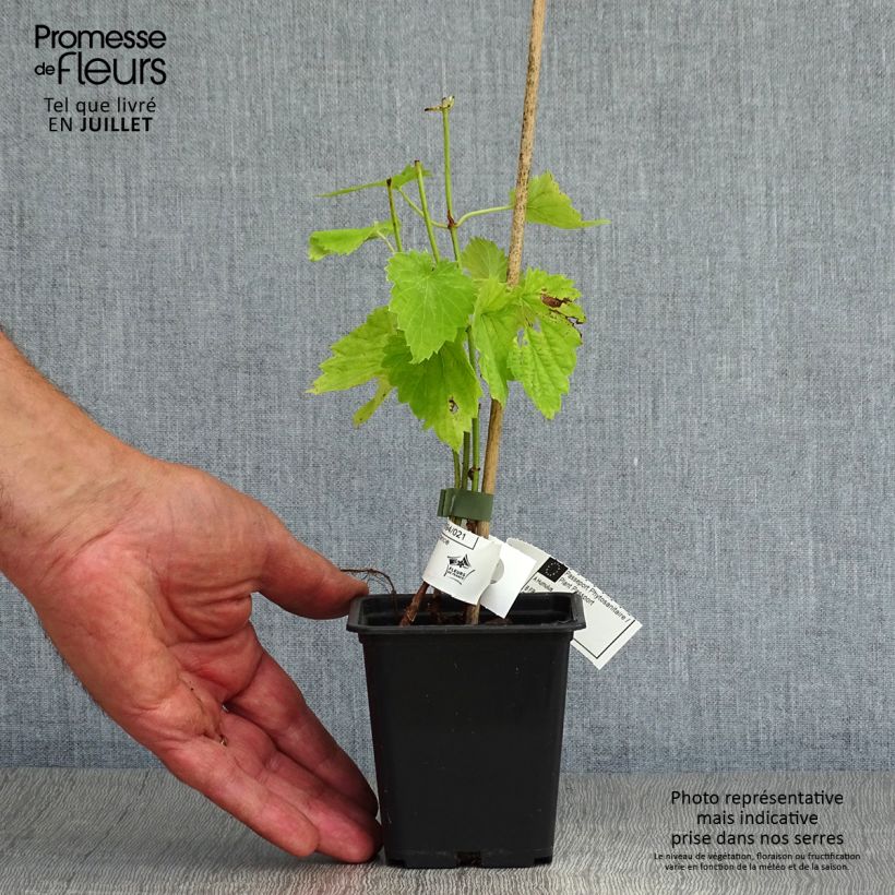 Spécimen de Houblon - Humulus lupulus Godet de 8/9 cm tel que livré en été