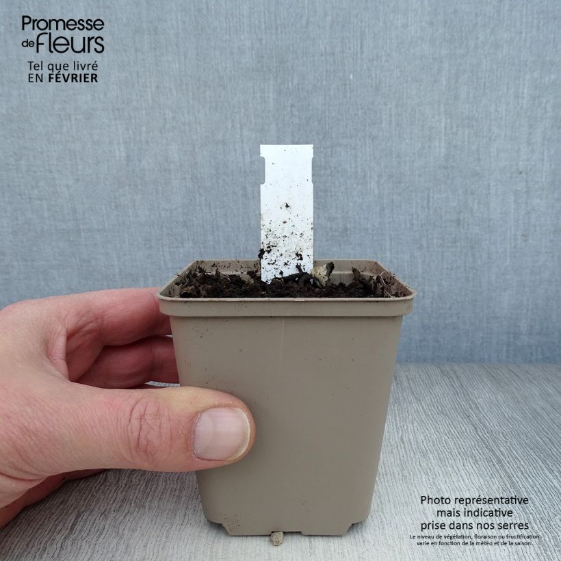 Spécimen de Houblon - Humulus lupulus Godet de 8/9 cm tel que livré en hiver