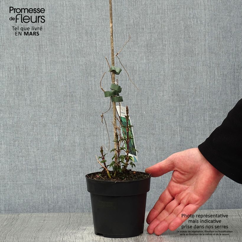 Spécimen de Houblon - Humulus lupulus Pot de 1,5L/2L tel que livré en hiver