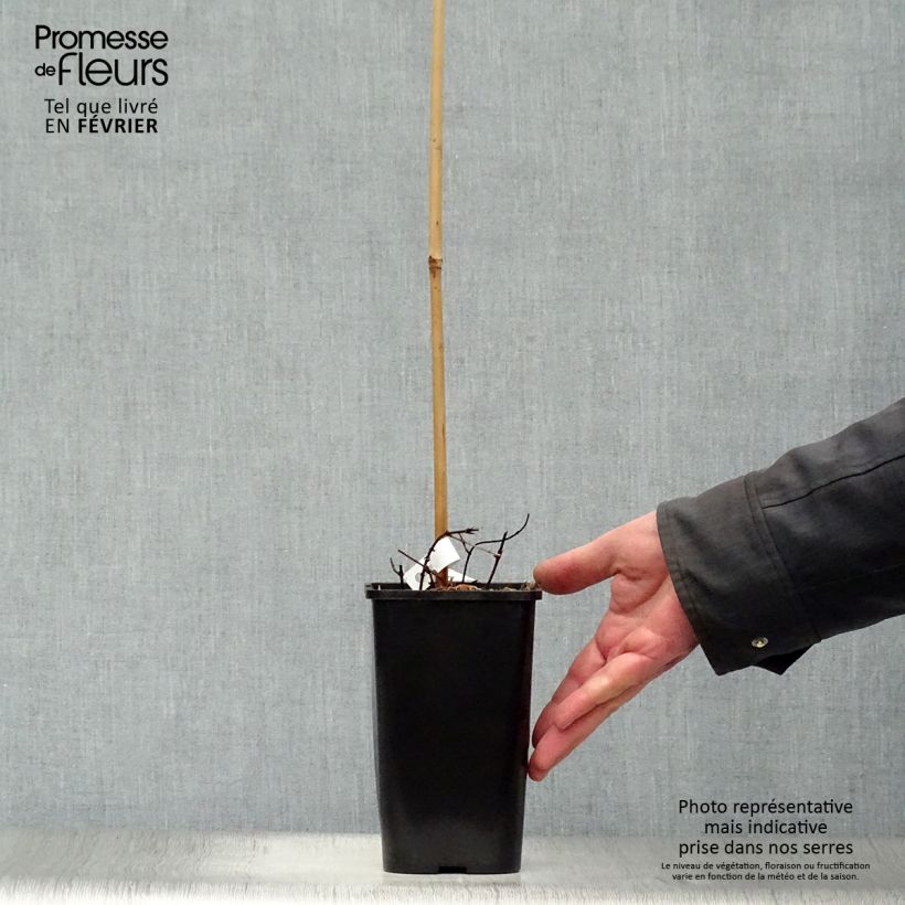 Spécimen de Houblon doré - Humulus lupulus Aureus Pot de 1,5L/2L tel que livré en hiver