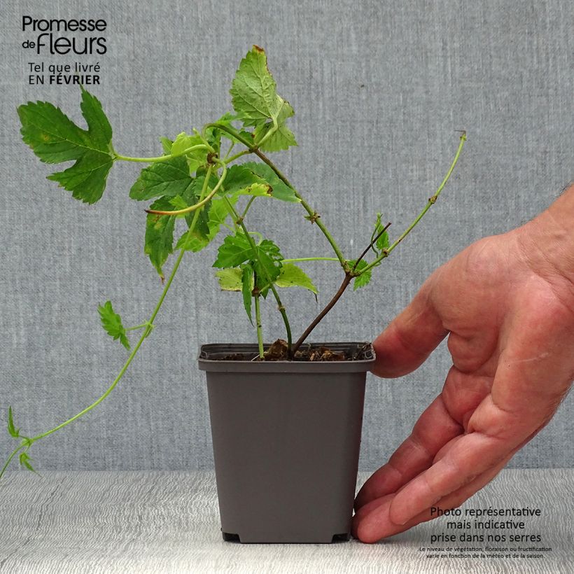 Spécimen de Houblon vert - Humulus lupulus Magnum Pot de 2L/3L tel que livré en automne