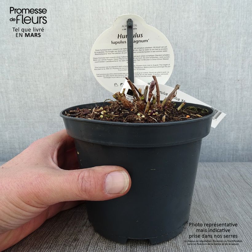 Spécimen de Houblon vert - Humulus lupulus Magnum Pot de 1,5L/2L tel que livré en hiver