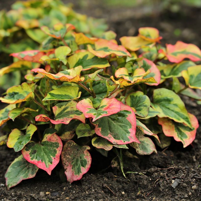 Houttuynia cordata Chameleon (Port)