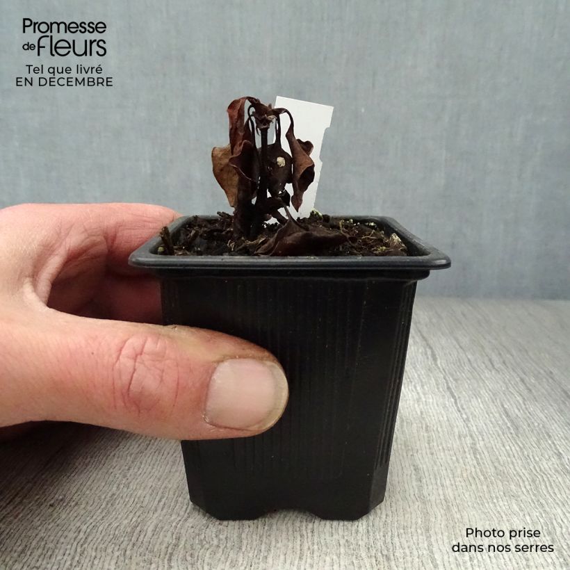 Spécimen de Houttuynia cordata - Coriandre des bois Godet de 8/9 cm tel que livré en hiver