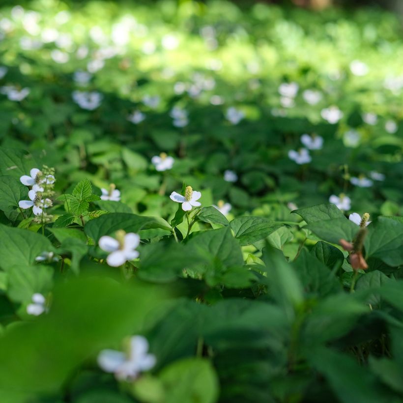 Houttuynia cordata - Coriandre des bois (Port)