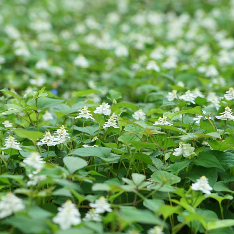 Houttuynia cordata Flore Pleno (Port)