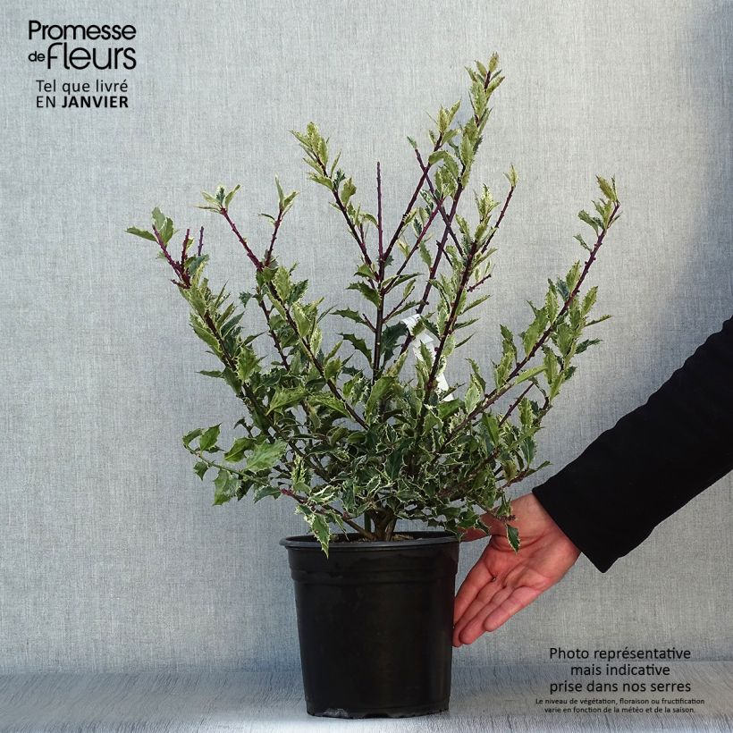 Spécimen de Houx - Ilex aquifolium Ingramii Pot de 2L/3L tel que livré en hiver