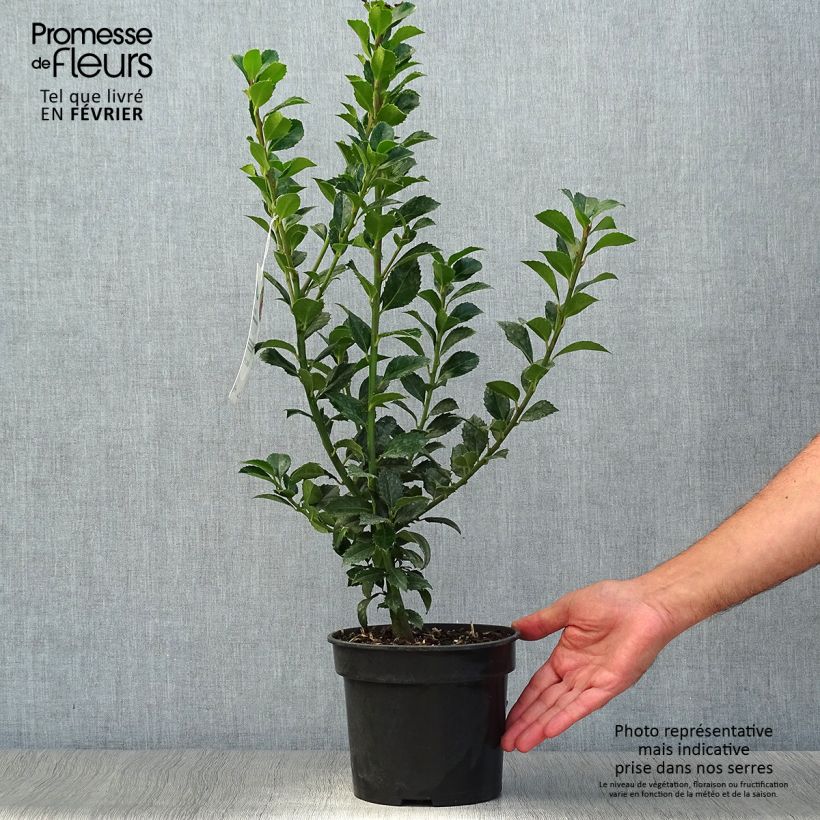 Spécimen de Houx - Ilex meserveae Heckenfee Pot de 2L/3L tel que livré en automne