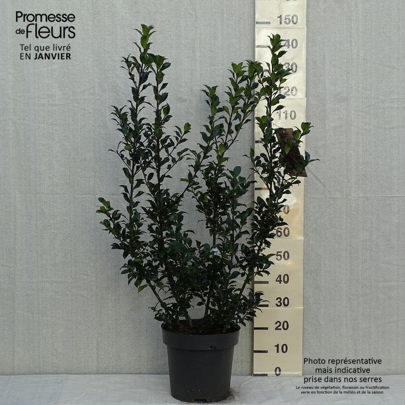 Spécimen de Houx - Ilex (x) meserveae Mesid Pot de 12L/15L tel que livré en hiver