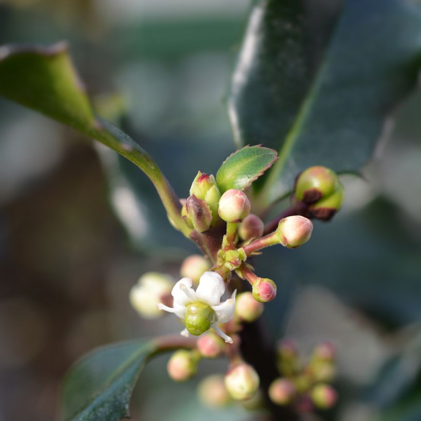 Houx américain - Ilex meserveae Blue Angel (Floraison)