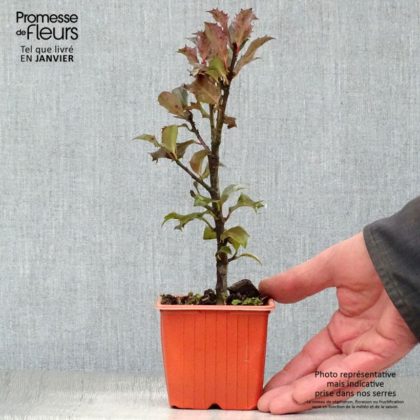 Spécimen de Houx américain - Ilex meserveae Blue Angel Godet de 8/9 cm tel que livré en hiver