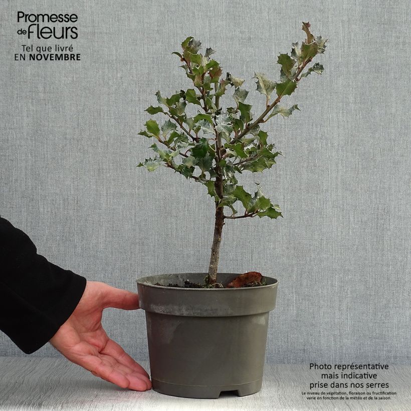 Spécimen de Houx américain - Ilex meserveae Blue Angel Pot de 2L/3L tel que livré en automne