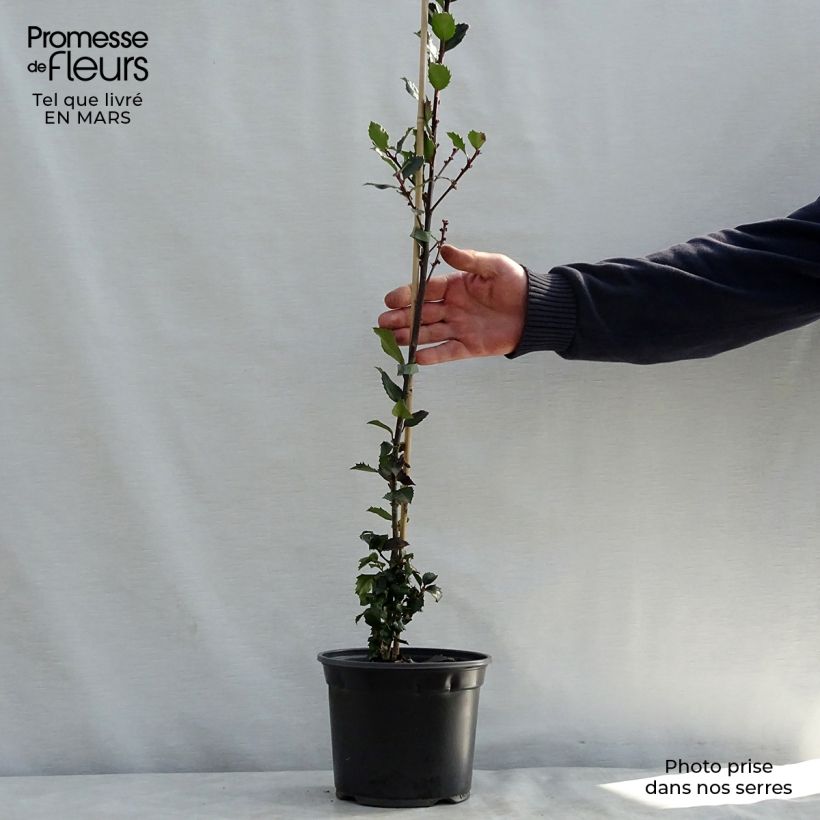 Spécimen de Houx américain- Ilex meserveae Blue Prince  Pot de 2L/3L tel que livré au printemps